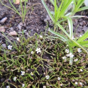 Limosella australis at Molonglo River Reserve - 26 Jan 2018