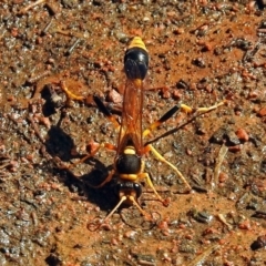 Sceliphron laetum (Common mud dauber wasp) at Molonglo Valley, ACT - 29 Jan 2018 by RodDeb