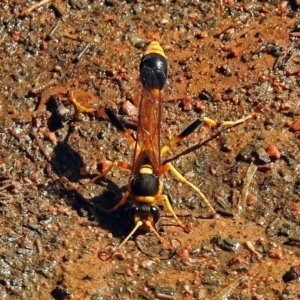 Sceliphron laetum at Molonglo Valley, ACT - 29 Jan 2018