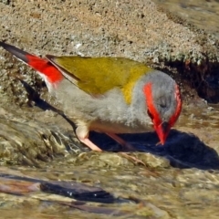 Neochmia temporalis (Red-browed Finch) at National Zoo and Aquarium - 28 Jan 2018 by RodDeb