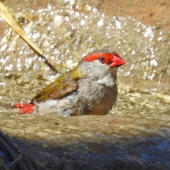 Neochmia temporalis at Molonglo Valley, ACT - 29 Jan 2018