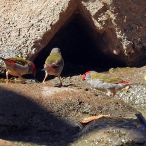 Neochmia temporalis at Molonglo Valley, ACT - 29 Jan 2018