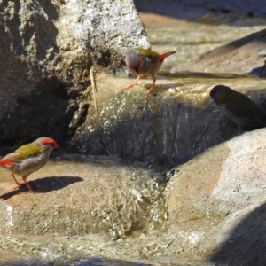 Neochmia temporalis at Molonglo Valley, ACT - 29 Jan 2018