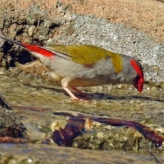 Neochmia temporalis at Molonglo Valley, ACT - 29 Jan 2018