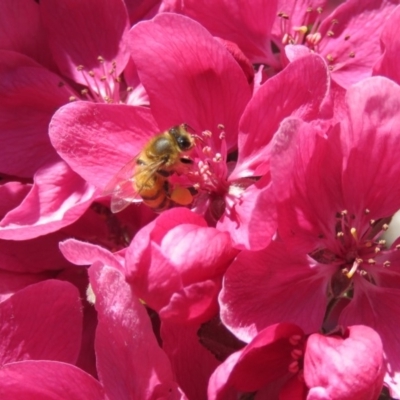 Apis mellifera (European honey bee) at Macarthur, ACT - 27 Sep 2015 by RodDeb