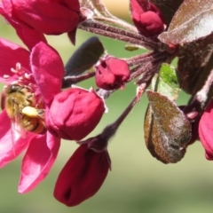 Apis mellifera at Macarthur, ACT - 27 Sep 2015