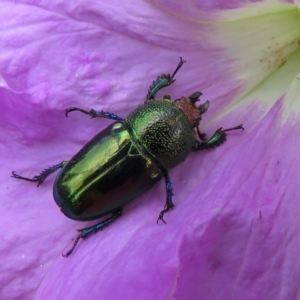 Lamprima aurata at Macarthur, ACT - 14 Dec 2016