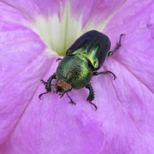 Lamprima aurata at Macarthur, ACT - 14 Dec 2016