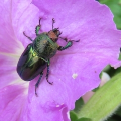 Lamprima aurata at Macarthur, ACT - 14 Dec 2016