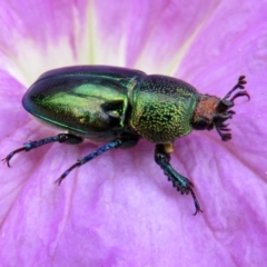 Lamprima aurata at Macarthur, ACT - 14 Dec 2016