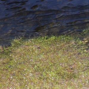 Limosella australis at Coombs, ACT - 26 Jan 2018