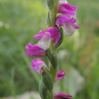 Spiranthes australis (Austral Ladies Tresses) at Conder, ACT - 6 Jan 2016 by michaelb