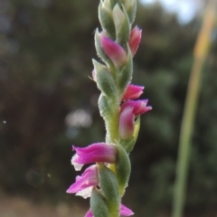 Spiranthes australis at Conder, ACT - 7 Jan 2016