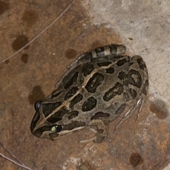 Limnodynastes tasmaniensis (Spotted Grass Frog) at Michelago, NSW - 23 Jan 2018 by Illilanga