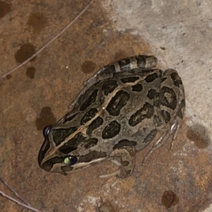 Limnodynastes tasmaniensis at Illilanga & Baroona - 23 Jan 2018