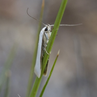 Philobota productella (Pasture Tunnel Moth) at Michelago, NSW - 15 Nov 2017 by Illilanga