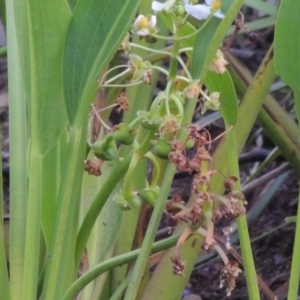 Sagittaria platyphylla at Coombs, ACT - 26 Jan 2018