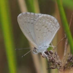 Zizina otis (Common Grass-Blue) at Weston Creek, ACT - 26 Jan 2018 by michaelb