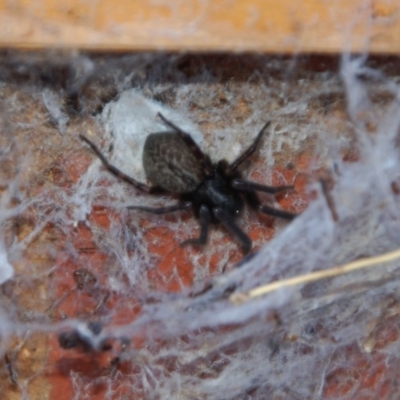 Badumna insignis (Black House Spider) at Aranda, ACT - 31 Dec 2014 by KMcCue