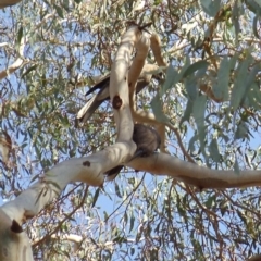 Strepera versicolor (Grey Currawong) at Aranda Bushland - 7 Jan 2015 by KMcCue