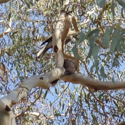 Strepera versicolor (Grey Currawong) at Aranda Bushland - 6 Jan 2015 by KMcCue