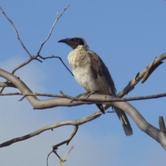 Philemon corniculatus (Noisy Friarbird) at Belconnen, ACT - 6 Jan 2015 by KMcCue