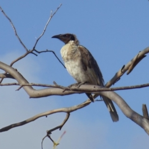 Philemon corniculatus at Belconnen, ACT - 7 Jan 2015