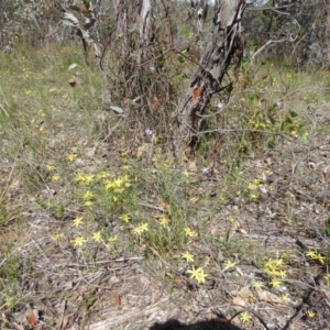 Tricoryne elatior at Hughes, ACT - 11 Dec 2017