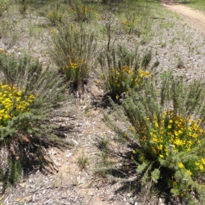 Chrysocephalum semipapposum (Clustered Everlasting) at Deakin, ACT - 12 Dec 2017 by JackyF