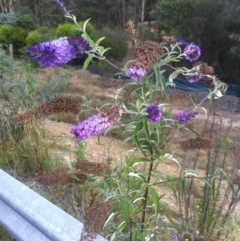 Buddleja davidii (Buddleja, Buddleia, Butterfly Bush) at Wamboin, NSW - 28 Jan 2018 by natureguy