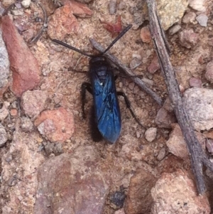 Austroscolia soror at Wamboin, NSW - 14 Jan 2018