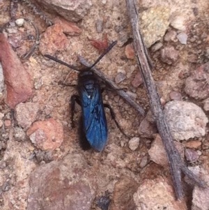 Austroscolia soror at Wamboin, NSW - 14 Jan 2018 05:35 PM