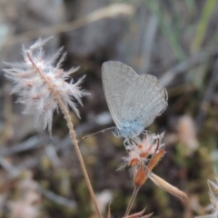 Zizina otis (Common Grass-Blue) at Rob Roy Range - 8 Jan 2018 by member211