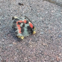 Delias harpalyce at Wamboin, NSW - 22 Dec 2017 05:06 PM