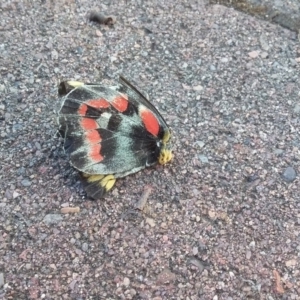 Delias harpalyce at Wamboin, NSW - 22 Dec 2017 05:06 PM