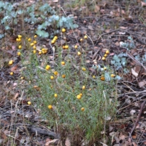 Xerochrysum viscosum at Deakin, ACT - 24 Nov 2017 01:27 PM