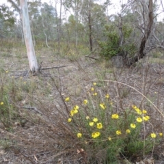 Xerochrysum viscosum at Deakin, ACT - 24 Nov 2017 01:27 PM