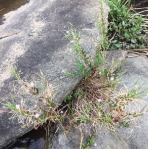 Epilobium billardiereanum subsp. cinereum at Burra, NSW - 28 Jan 2018 10:03 AM