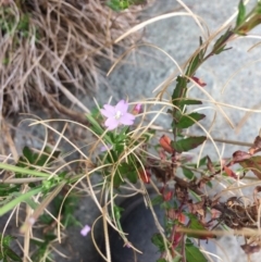 Epilobium billardiereanum subsp. cinereum at Burra, NSW - 28 Jan 2018 10:03 AM