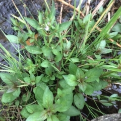 Veronica anagallis-aquatica (Blue Water Speedwell) at Googong Foreshore - 27 Jan 2018 by alex_watt