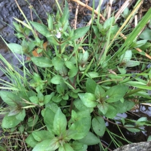 Veronica anagallis-aquatica at Burra, NSW - 28 Jan 2018