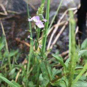 Veronica anagallis-aquatica at Burra, NSW - 28 Jan 2018