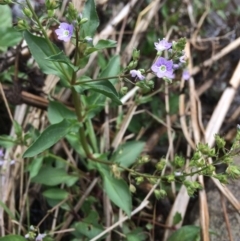 Veronica anagallis-aquatica at Burra, NSW - 28 Jan 2018