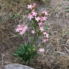 Centaurium erythraea (Common Centaury) at Googong Foreshore - 27 Jan 2018 by alex_watt