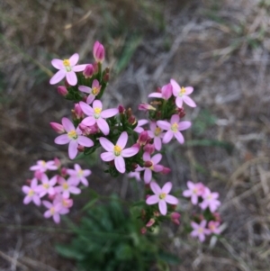 Centaurium erythraea at Burra, NSW - 28 Jan 2018