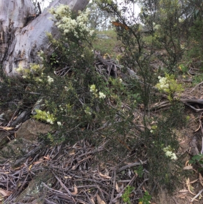 Bursaria spinosa (Native Blackthorn, Sweet Bursaria) at Googong Foreshore - 27 Jan 2018 by alex_watt