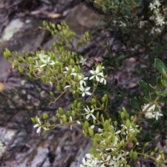 Bursaria spinosa at Burra, NSW - 28 Jan 2018 10:26 AM