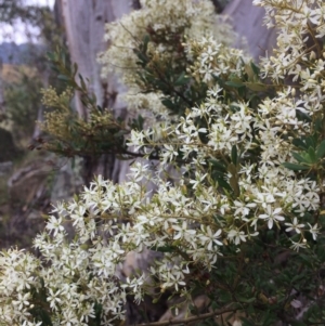 Bursaria spinosa at Burra, NSW - 28 Jan 2018 10:26 AM