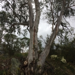 Eucalyptus pauciflora subsp. pauciflora (White Sally, Snow Gum) at Googong Foreshore - 27 Jan 2018 by alex_watt