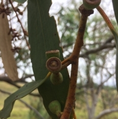 Eucalyptus pauciflora subsp. pauciflora at Googong Foreshore - 28 Jan 2018 10:30 AM